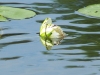 Rice-Lake-June-2012-038