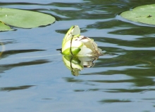 Rice-Lake-June-2012-038